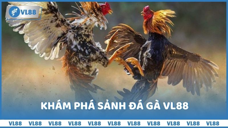 Khám phá sảnh đá gà VL88