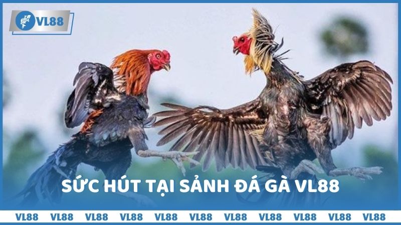 Sức hút tại sảnh đá gà VL88