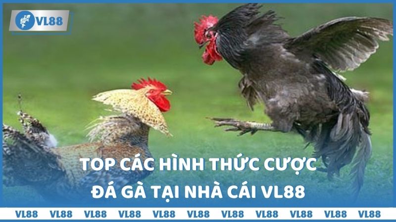 Top các hình thức cược đá gà tại nhà cái VL88