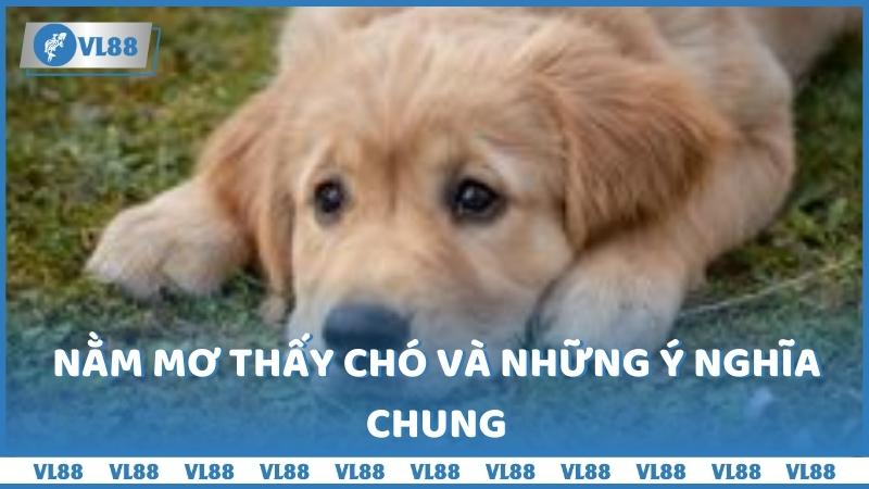 Nằm mơ thấy chó và những ý nghĩa chung 