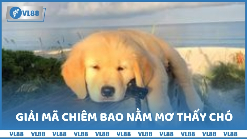 Giải mã chiêm bao nằm mơ thấy chó