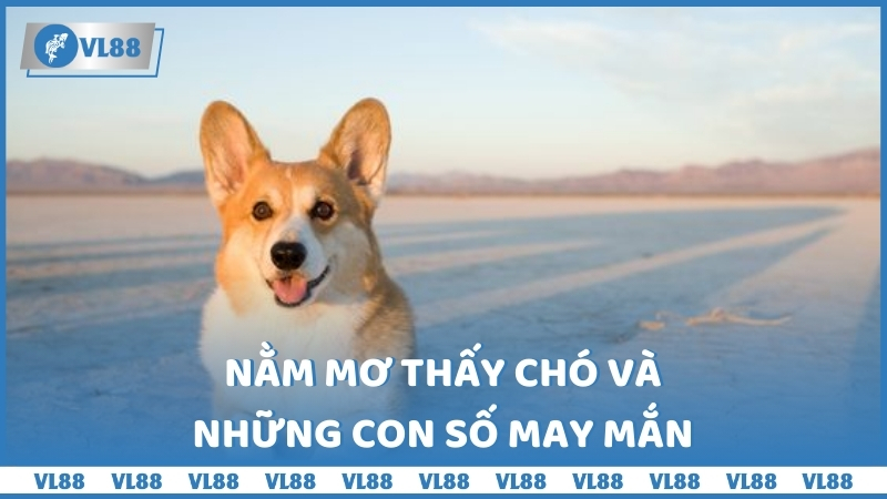 Nằm mơ thấy chó và những con số may mắn