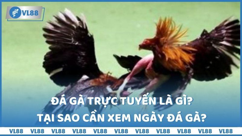 Đá gà trực tuyến là gì? Tại sao cần xem ngày đá gà?